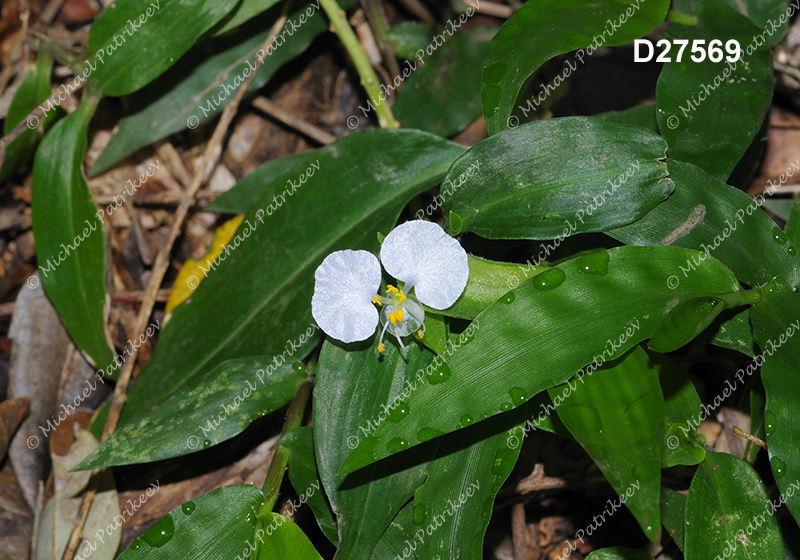 Commelina erecta (Whitemouth Dayflower, Commelinaceae)